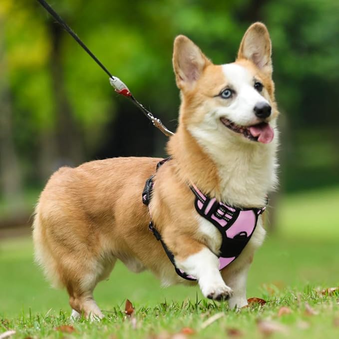 rabbitgoo Dog Harness No Pull with 2 Leash Clips, Adjustable Soft Padded, Reflective Oxford No Choke Pet Vest with Easy Control Handle for Medium Sized Dogs, Pink, M