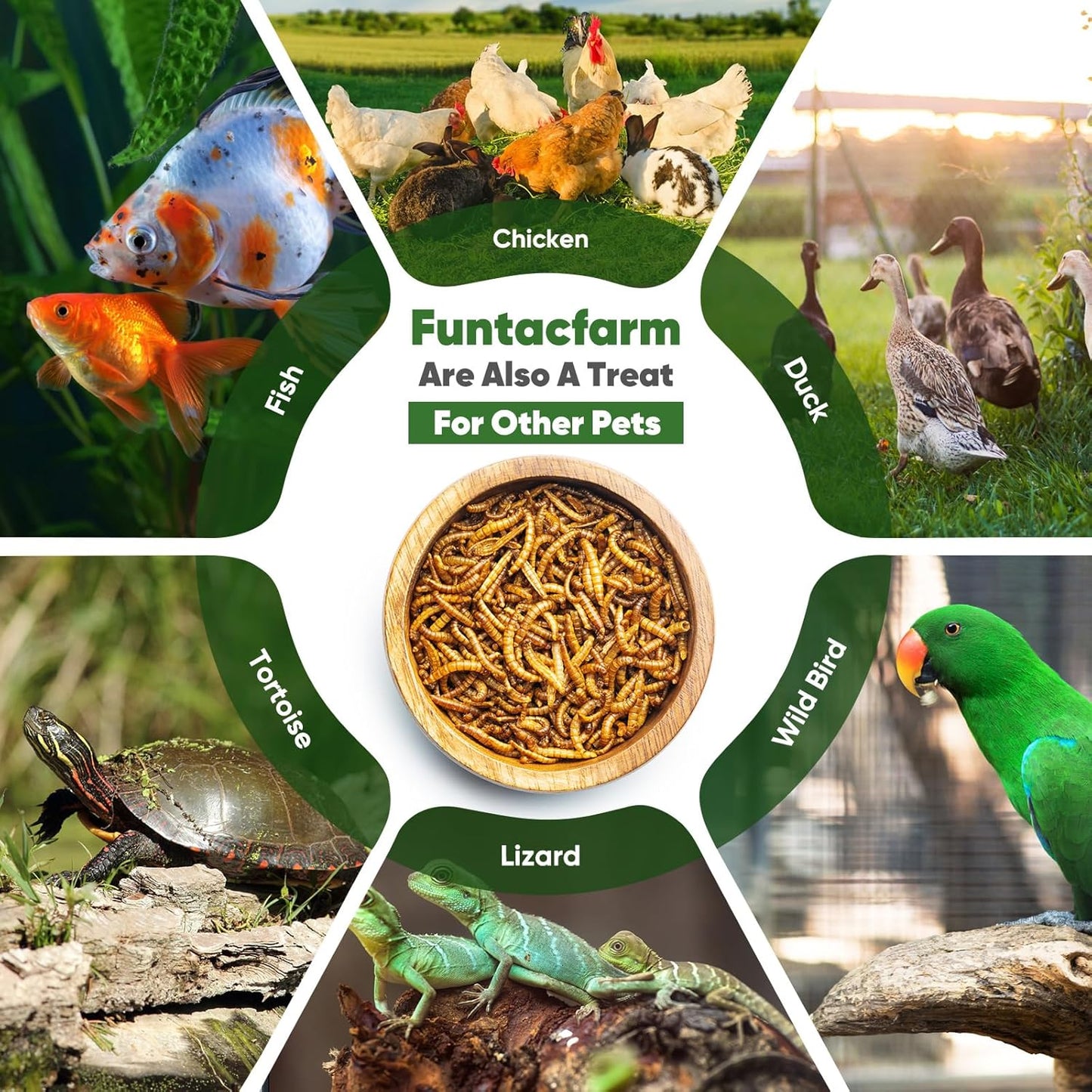 2LB Dried Black Soldier Fly Larvae for Chicken, Dried Mealworms Premium Grade High Protein Chicken Treat for Laying Hens, Wild Birds, Fish, Turtles and Lizard