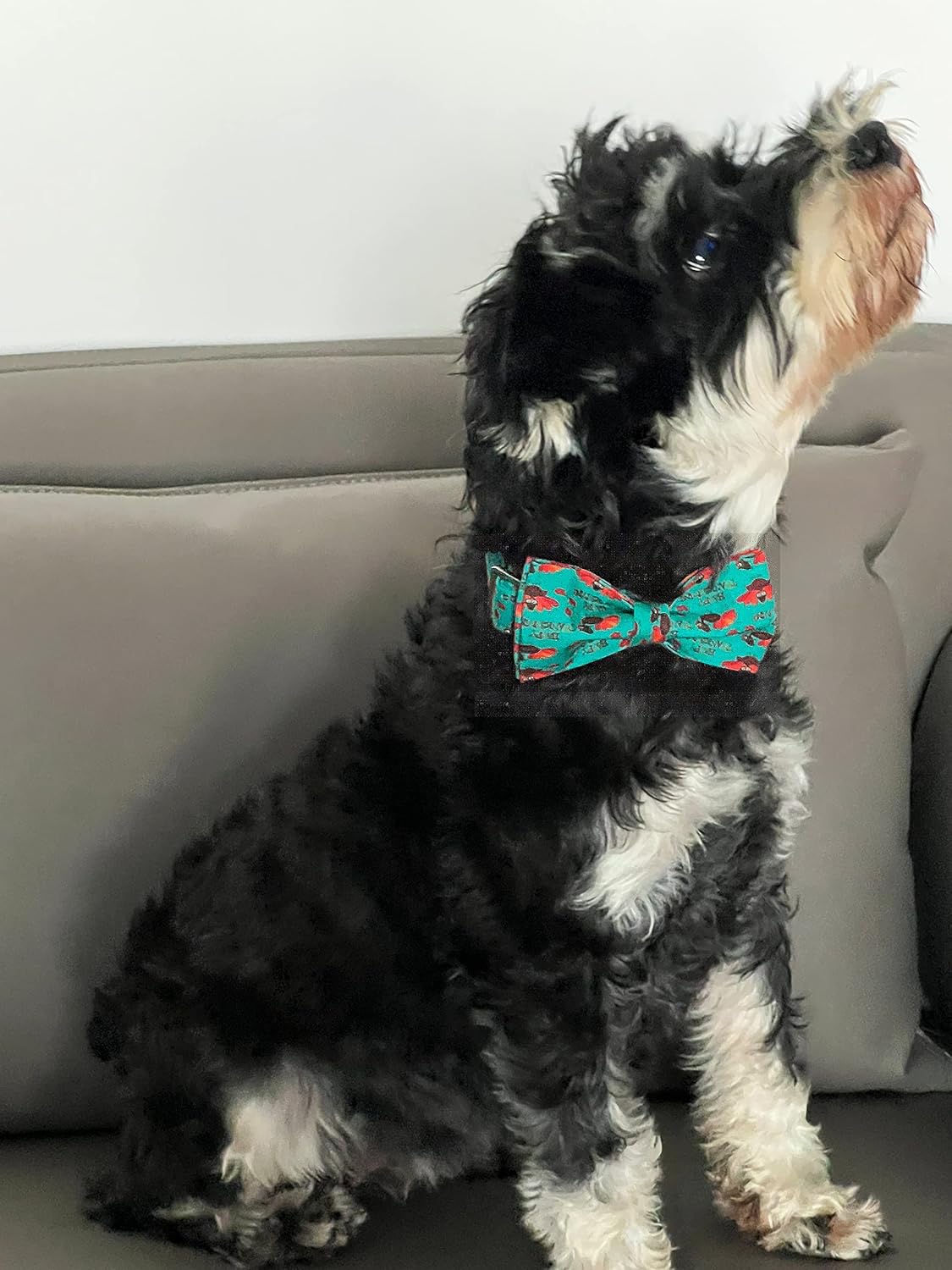 Lionet Paws Thanksgiving Day Dog Collar with Bowtie, Dog Bowtie Collar with Metal Buckle for Dogs and Cats, Adjustable Comfortable Turkey Dog Collar Girl Boy Gift,XXS, Neck 7-11 in