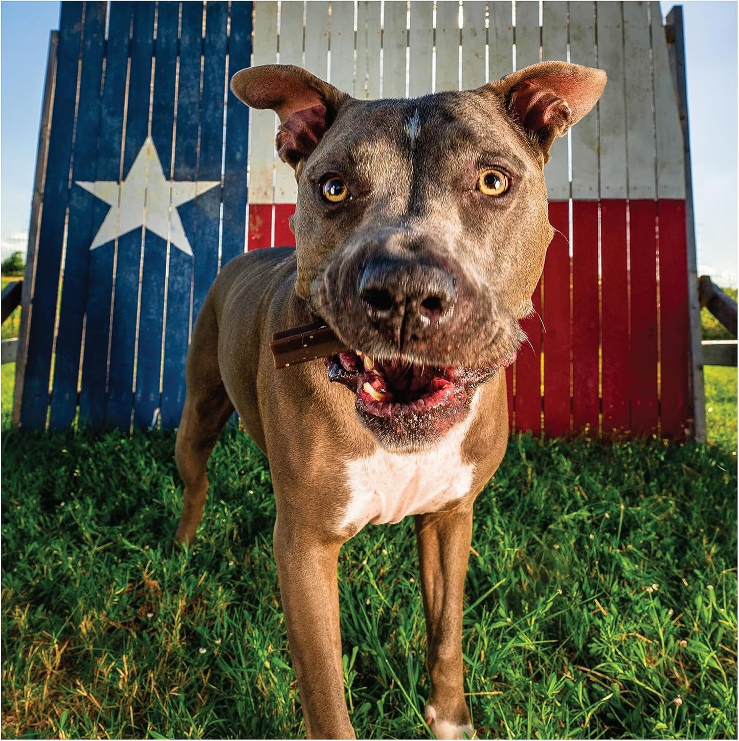 Get Naked Calming Dental Sticks for Dogs – Grain-Free Chicken Flavor, Anxiety Relief with Chamomile, Passion Flower, No CBD, Tartar Control, Gluten-Free – Large Sticks 6.6 oz Bag