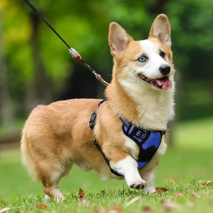 rabbitgoo Dog Harness No Pull with 2 Leash Clips, Adjustable Soft Padded, Reflective Oxford No Choke Pet Vest with Easy Control Handle for Medium Sized Dogs, Dazzling Blue, M