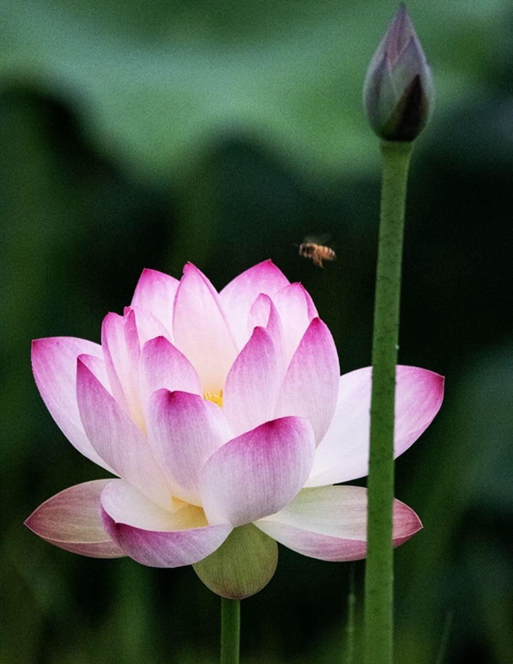 30 PCS Bowl Lotus Seeds Bonsai Lotus Seeds for Planting Water Lily Pink Purple Red Flower Aquatic Plants Seed Pond Plants Non GMO Home Garden Flowering