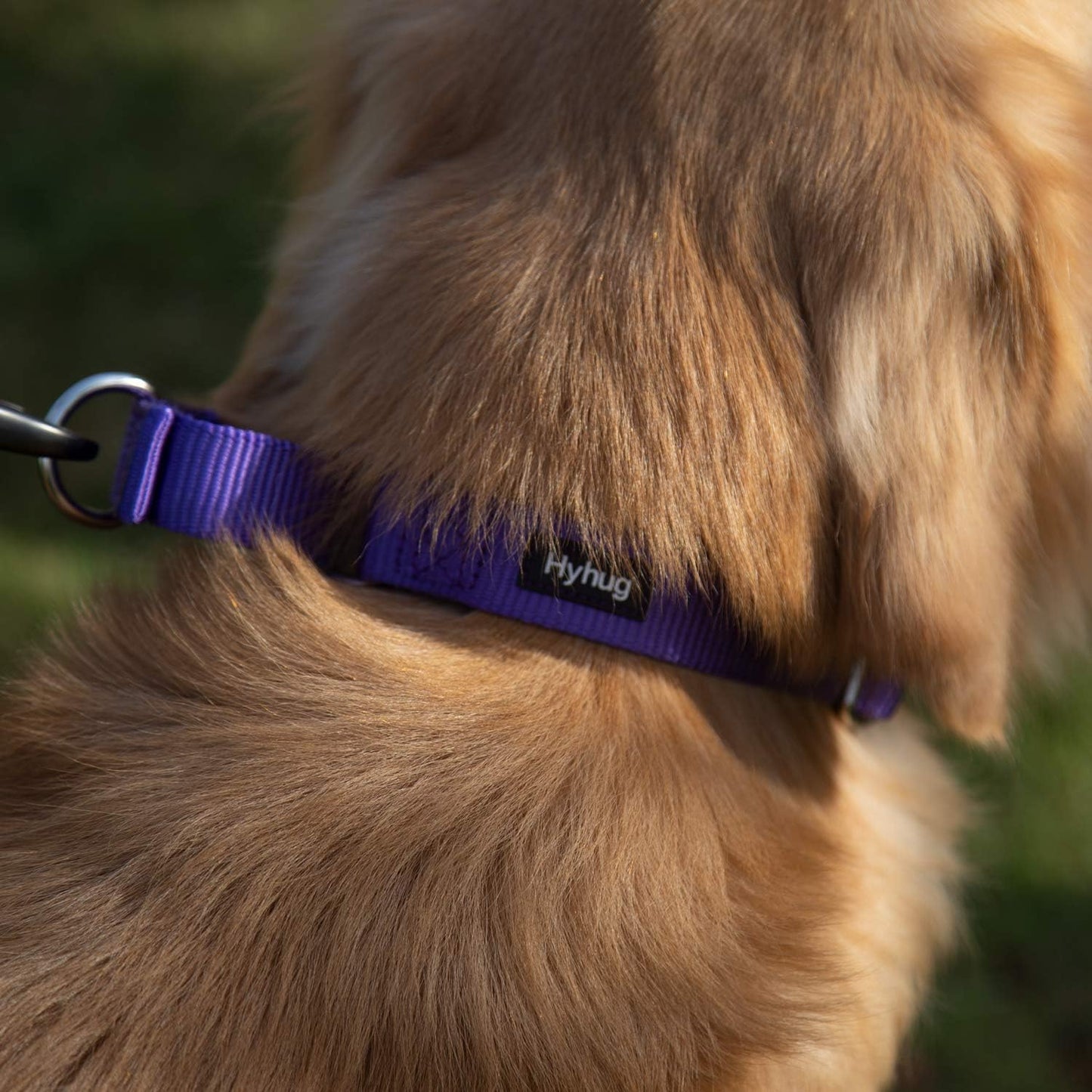 Hyhug Pets Premium Upgraded Heavy Duty Nylon Anti-Escape Martingale Collar for Boy and Girl Dogs Comfy and Safe - Professional Training, Daily Use Walking. (Medium, Ultra Violet)