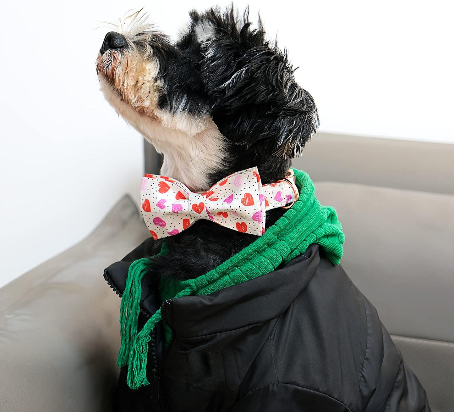 Lionet Paws Valentines Day Dog Collar with Bowtie, Dog Bowtie Collar with Metal Buckle for Dogs, Adjustable Comfortable Dog Collar Girl Boy, S, Neck 10-16 in