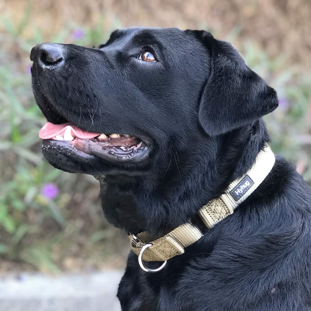 Premium Upgraded Durable Nylon Anti-Escape Martingale Dog Collar for Medium Boy and Girl Dogs Comfy and Safe - Walking, Professional Training, Daily Use. (Medium, Military Green)