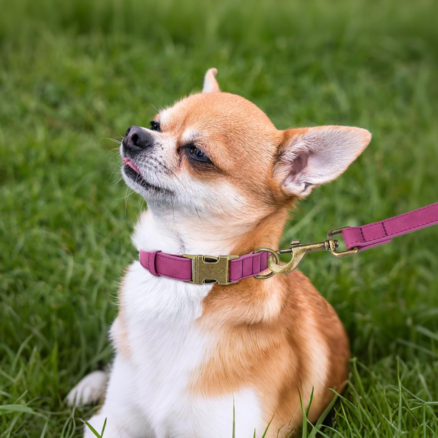 Didog Soft PU Leather Dog Collar, Stylish Quick Released Dog Collars for Small Dogs, Easy Clean Adjustable Pet Collar for Daily Walking, Purple, S Fit 10-16" Neck