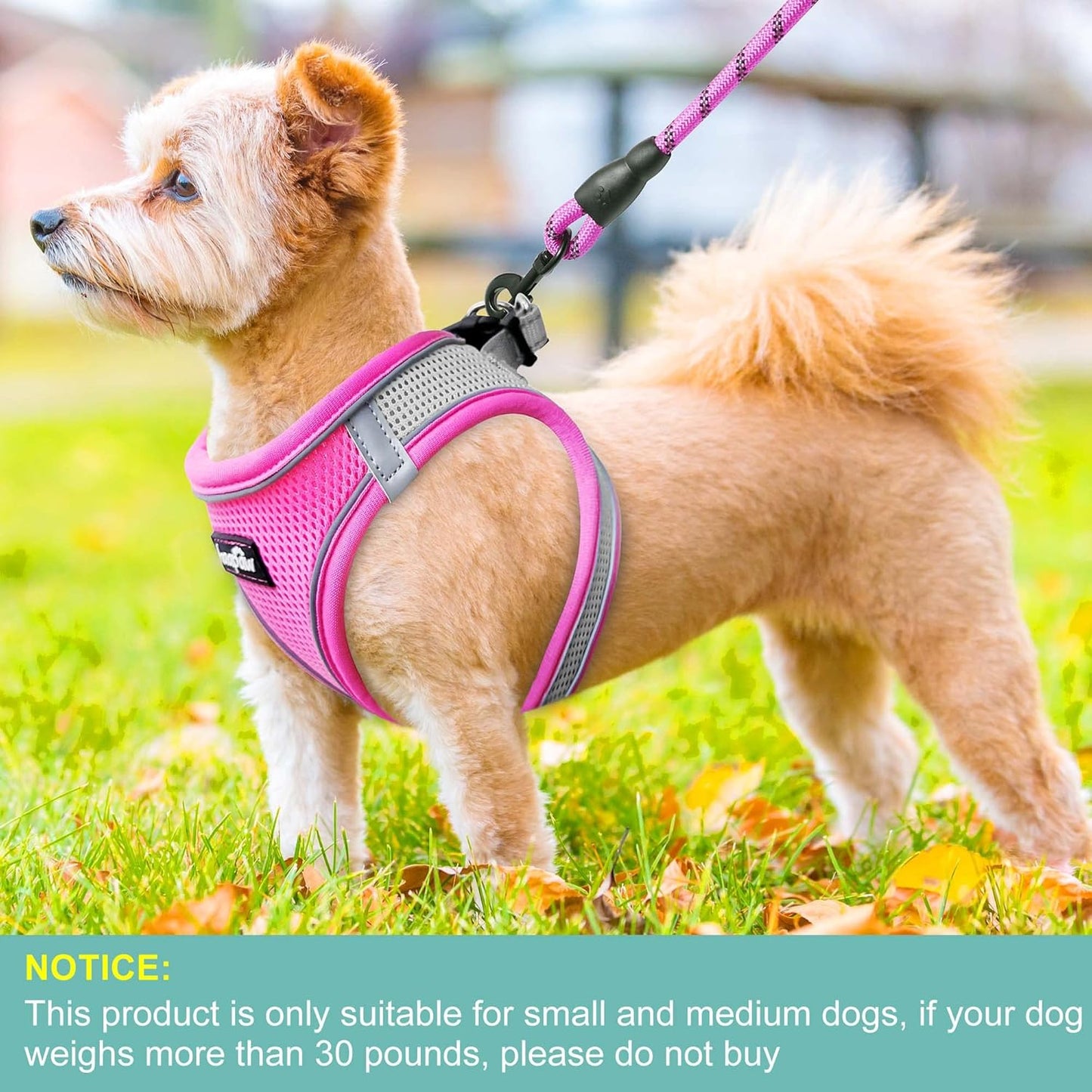 haapaw Dog Harness with Leash Set, No Pull Adjustable Reflective Step-in Puppy Harness with Thickened Padded Vest for Extra-Small/Small Medium Dogs