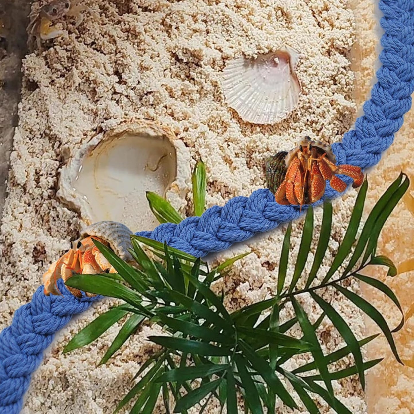 2PCS Hermit Crab Climbing Toys,Hermit Crab Rope Ladder Decor Reptile Hanging Vines Toys Hermit Crab Supplies Reptiles Habitat Tank Terrarium Accessories for Lizard Leopard Gecko Tree Frog(Blue)