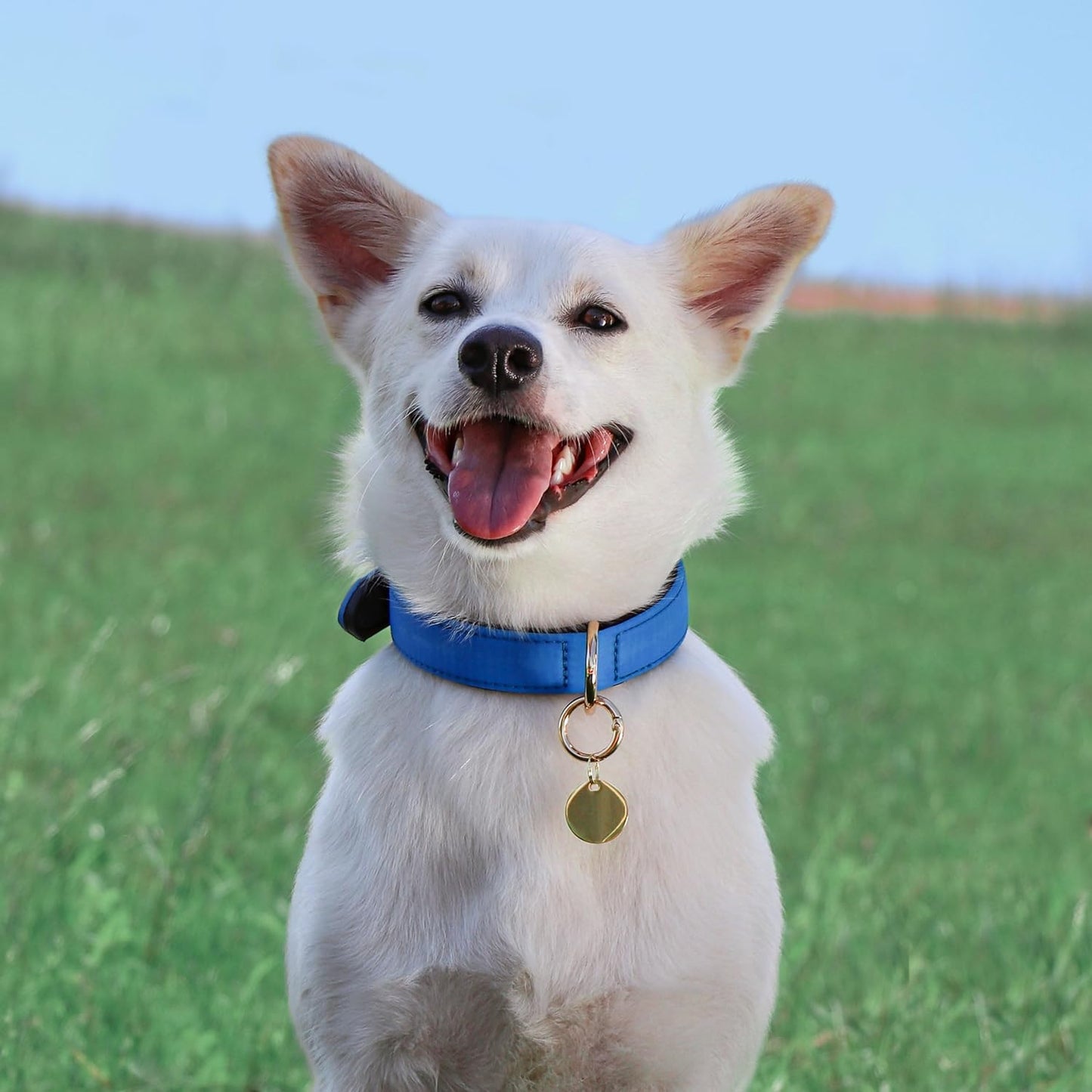 Didog Soft Padded Dog Collars for Small Dogs, Lightweight and Breathable Dog Collar with Metal Buckle, Blue, M