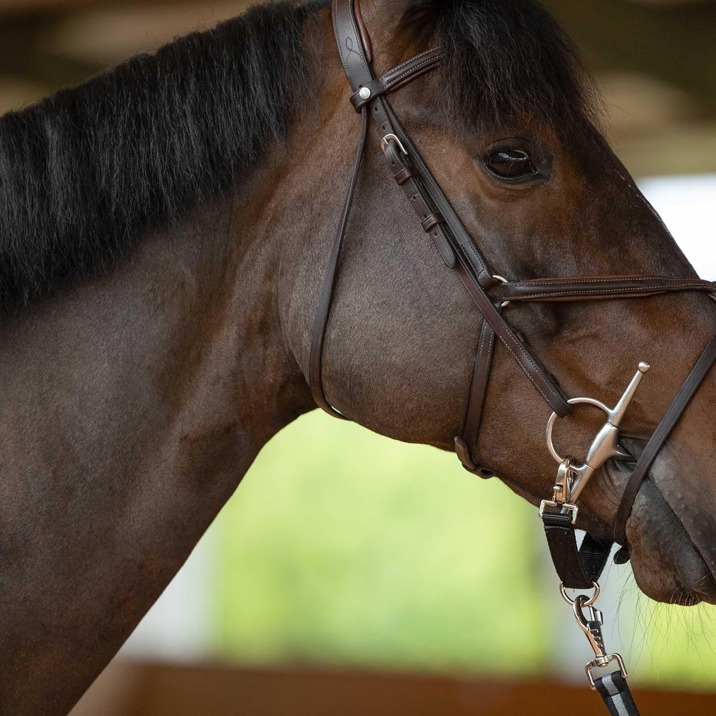 HORZE Lunging Strap for Horse Lunge Line