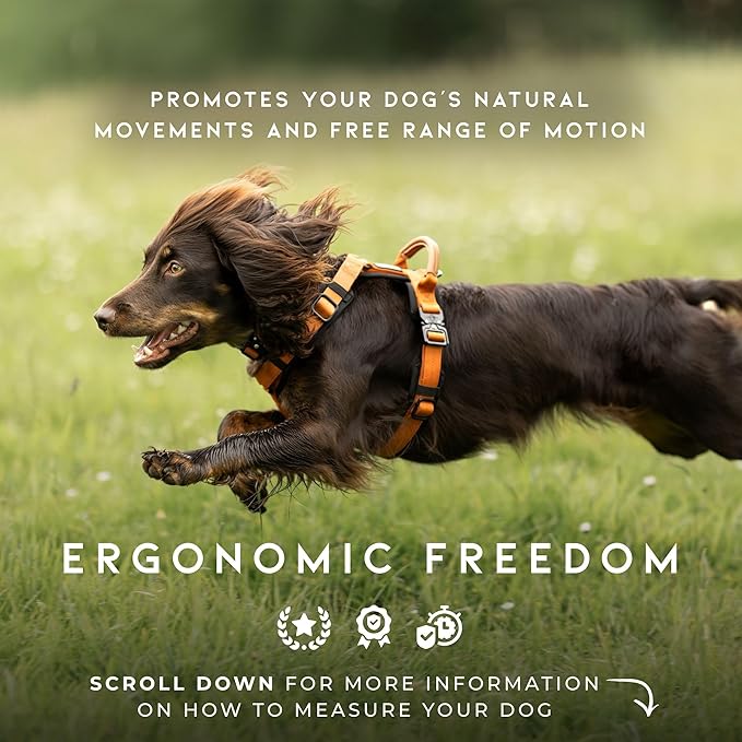 MADE TO ROAM Premium Explorer Harness - Y-Shaped Dog Harness with Adjustable Durable Nylon, Soft Padding, Metal Buckles and Leather Handle for Small, Medium, Large Dogs (New York Afterlight, Size 7)